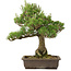 Pinus thunbergii, 55 cm, ± 20 jaar oud