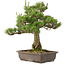 Pinus thunbergii, 55 cm, ± 20 jaar oud