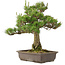 Pinus thunbergii, 55 cm, ± 20 years old