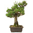 Pinus thunbergii, 55 cm, ± 20 jaar oud