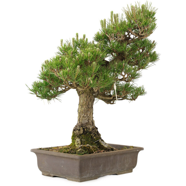 Pinus thunbergii, 55 cm, ± 20 Jahre alt