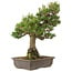 Pinus thunbergii, 55 cm, ± 20 years old