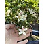 Rhododendron indicum Reikou, 26 cm, ± 15 jaar oud