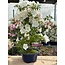 Rhododendron indicum Asahi-No-Izumi, 45 cm, ± 8 años