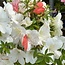 Rhododendron indicum Asahi-No-Izumi, 45 cm, ± 8 ans