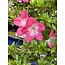 Rhododendron indicum Suzu-No-Homare, 50 cm, ± 8 jaar oud