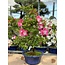 Rhododendron indicum Suzu-No-Homare, 50 cm, ± 8 jaar oud