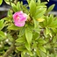 Rhododendron indicum Reiko, 49 cm, ± 8 jaar oud