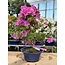 Rhododendron indicum Reiko, 49 cm, ± 8 years old