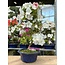 Rhododendron indicum Asahi-No-Izumi, 50 cm, ± 8 ans