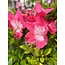 Rhododendron indicum Suzu-No-Homare, 53 cm, ± 8 anni