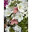 Rhododendron indicum Asahi-No-Izumi, 49 cm, ± 8 años
