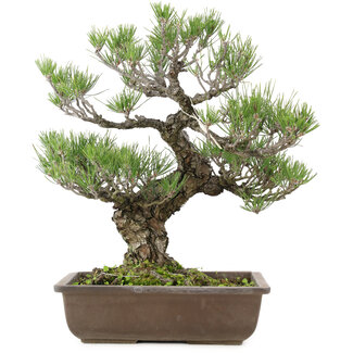 Pinus thunbergii, 50 cm, ± 30 Jahre alt