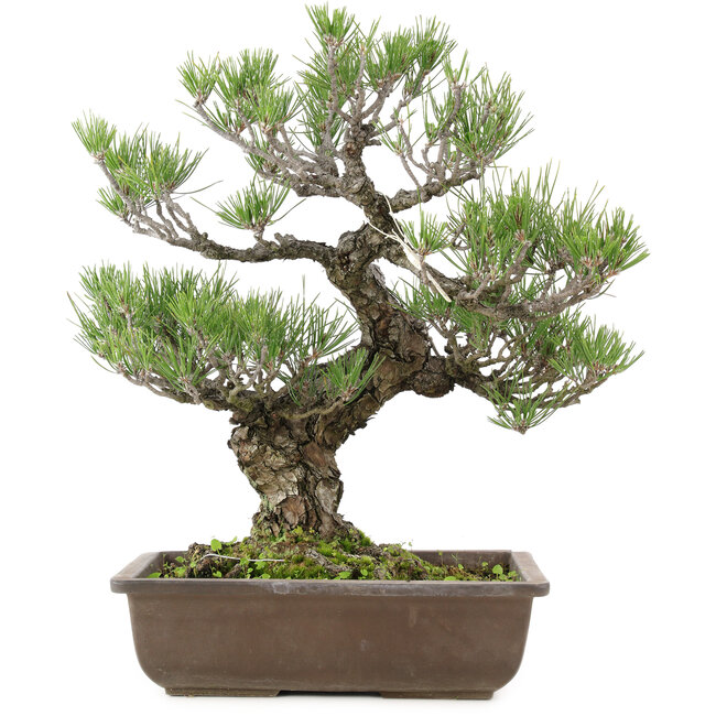 Pinus thunbergii, 50 cm, ± 30 jaar oud