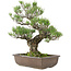 Pinus thunbergii, 50 cm, ± 30 ans