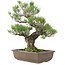 Pinus thunbergii, 50 cm, ± 30 jaar oud