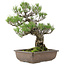 Pinus thunbergii, 50 cm, ± 30 jaar oud