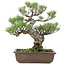 Pinus thunbergii, 50 cm, ± 30 jaar oud