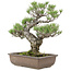 Pinus thunbergii, 50 cm, ± 30 años