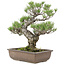 Pinus thunbergii, 50 cm, ± 30 years old