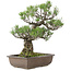 Pinus thunbergii, 50 cm, ± 30 años