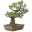 Pinus thunbergii, 50 cm, ± 30 jaar oud