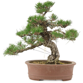 Pinus thunbergii, 36 cm, ± 20 jaar oud