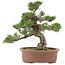 Pinus thunbergii, 36 cm, ± 20 jaar oud
