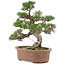 Pinus thunbergii, 36 cm, ± 20 jaar oud