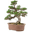 Pinus thunbergii, 36 cm, ± 20 Jahre alt