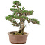 Pinus thunbergii, 36 cm, ± 20 Jahre alt