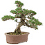 Pinus thunbergii, 36 cm, ± 20 años