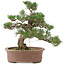Pinus thunbergii, 36 cm, ± 20 jaar oud