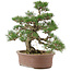 Pinus thunbergii, 36 cm, ± 20 años