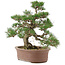 Pinus thunbergii, 36 cm, ± 20 years old