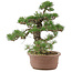 Pinus thunbergii, 36 cm, ± 20 jaar oud