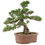 Pinus thunbergii, 36 cm, ± 20 jaar oud