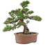 Pinus thunbergii, 36 cm, ± 20 Jahre alt