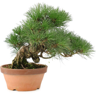 Pinus thunbergii, 26 cm, ± 20 anni