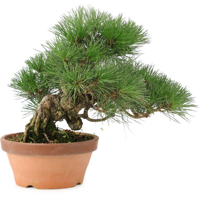 Pinus thunbergii, 26 cm, ± 20 jaar oud