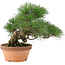 Pinus thunbergii, 26 cm, ± 20 años