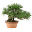 Pinus thunbergii, 26 cm, ± 20 años