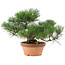 Pinus thunbergii, 26 cm, ± 20 años