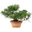 Pinus thunbergii, 26 cm, ± 20 ans