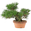 Pinus thunbergii, 26 cm, ± 20 años