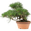 Pinus thunbergii, 26 cm, ± 20 años