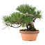 Pinus thunbergii, 26 cm, ± 20 años