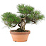 Pinus thunbergii, 26 cm, ± 20 Jahre alt