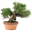 Pinus thunbergii, 26 cm, ± 20 jaar oud