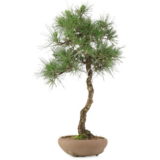 Pinus thunbergii, 65 cm, ± 30 jaar oud